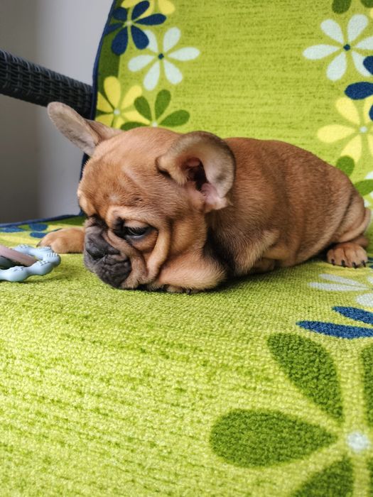 Bulldog frances top