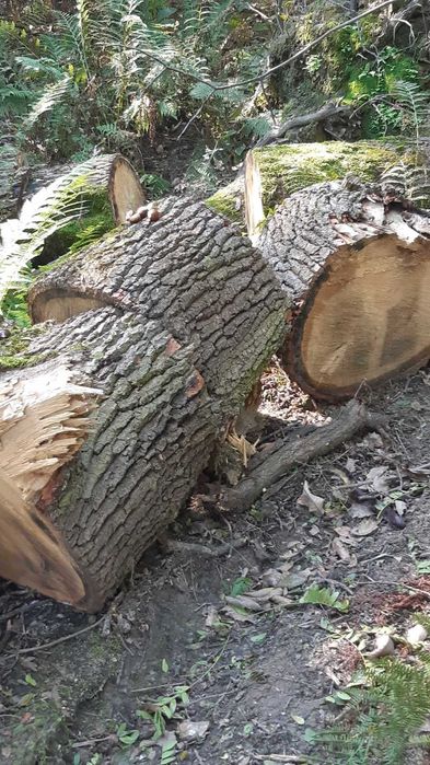 Pnie dębowe okazja