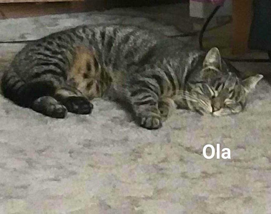 Do adopcji piękne kociaki