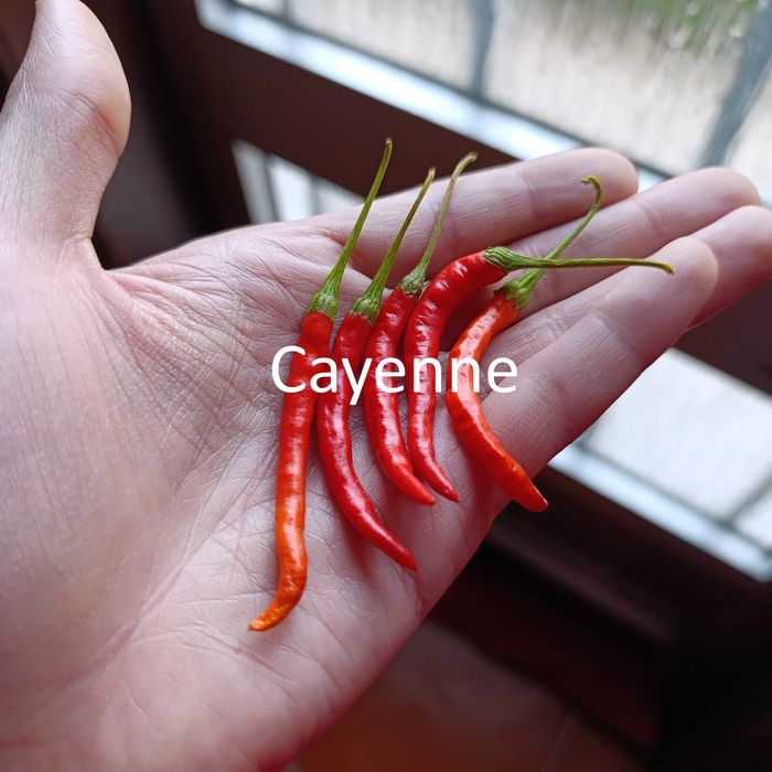 Sementes Pimentas64584708574849123