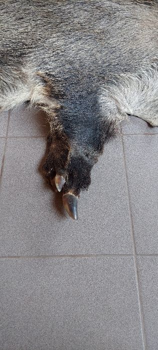 Trzy duże skóry z dzika