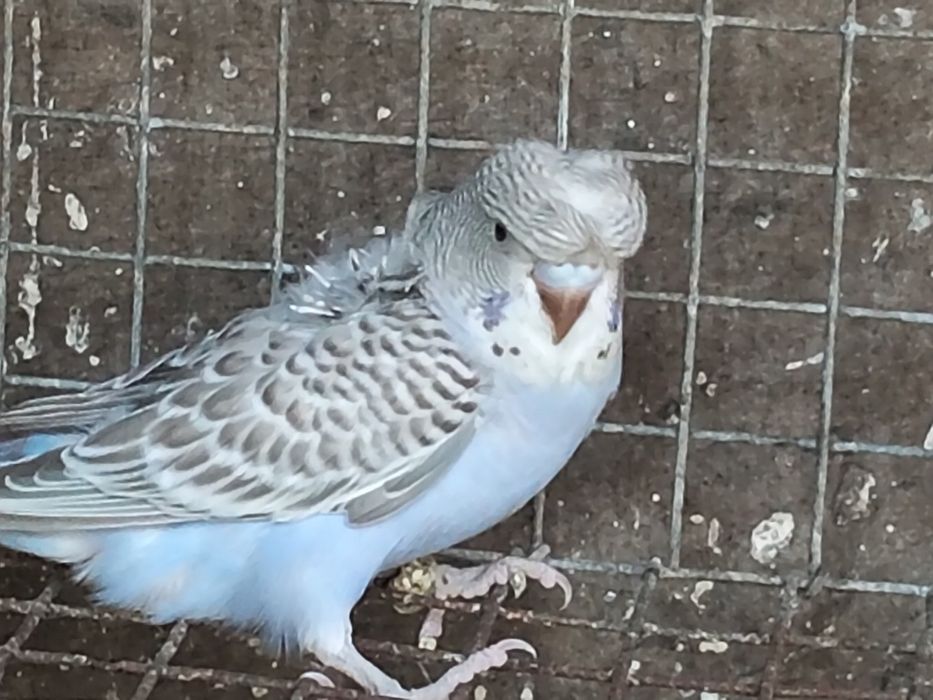 Piriquitos Harogromos e Australianos