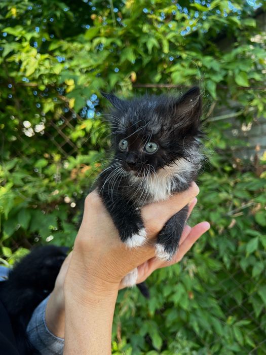 Кошенята, коти, до 1 місяця, шукають люблячу сімʼю