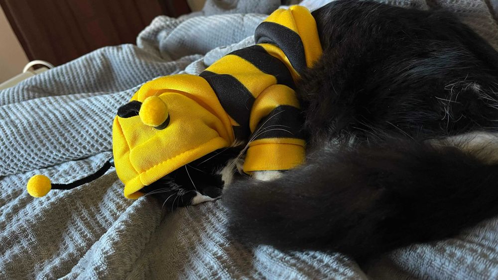 gata femea para adoção