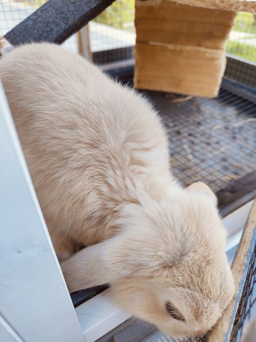 Coelhos belier orelhudos