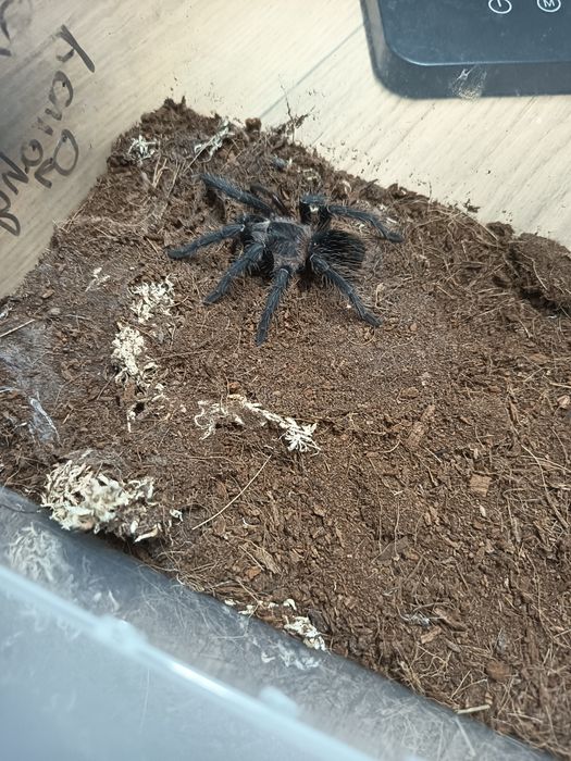Lasiodra Parachybana Samiec