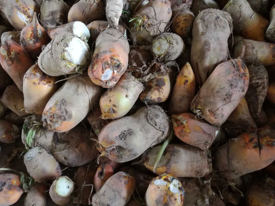 buraki pastewne cukrowe ręcznie kopane dla królików koni