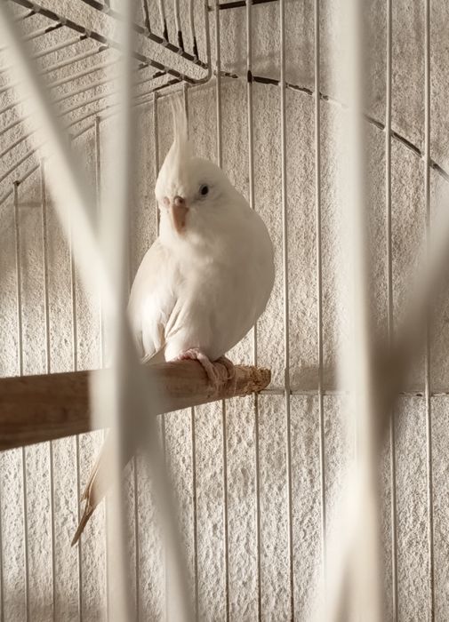 Vendo caturra anilhada
