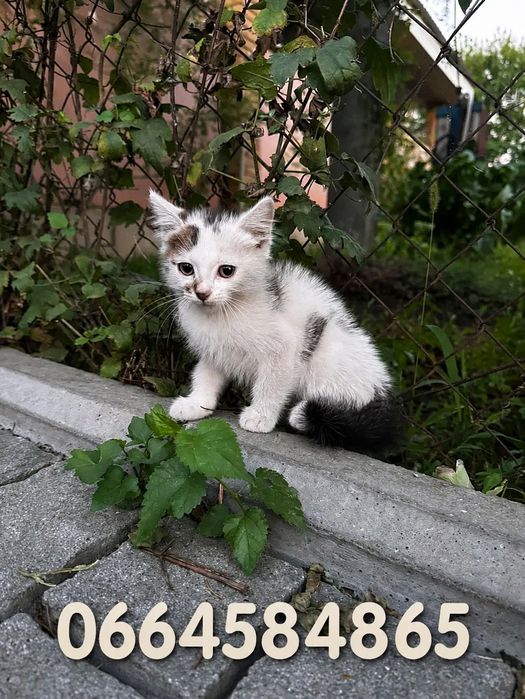 Котёнок на улице! СРОЧНО нужен дом!