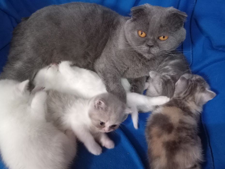 Разноцветные британские котята