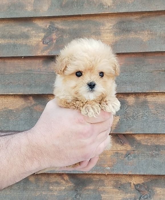 Мальтипу микро и мини