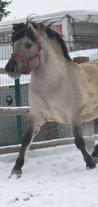 Stanówka ogierem Putin