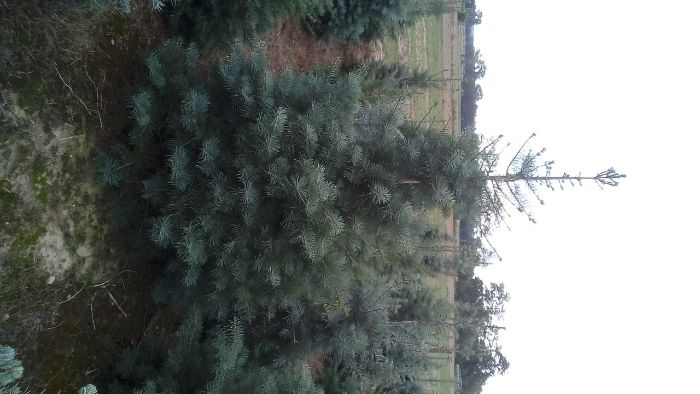 Choinki, Świerk, Jodła