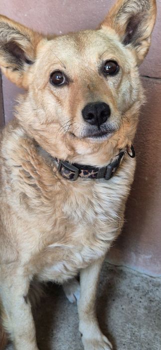 Suczka około 3 lata