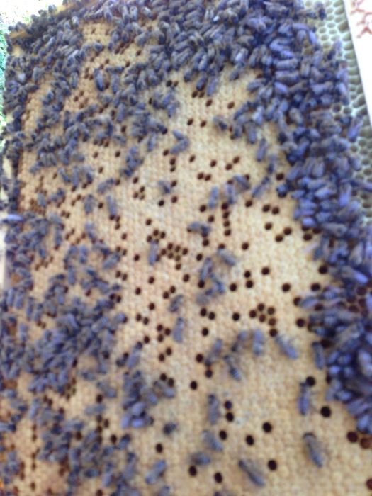 Плодные пчеломатки, бджоломатки "Карпатка" 2025 року. 350грн.