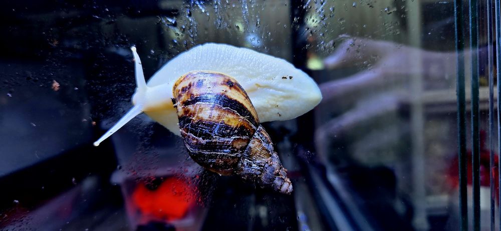 Ślimak afrykański lissachatina reticulata albino body