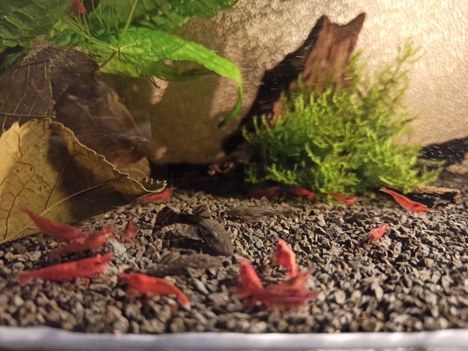Krewetki Red Cherry 10szt
