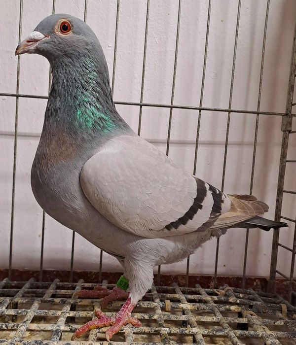 Gołębie pocztowe.