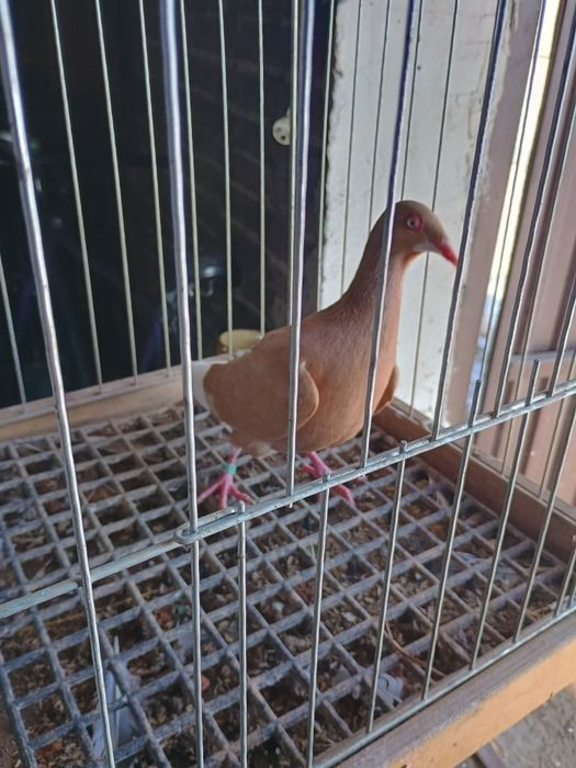 Brudka żółta samica