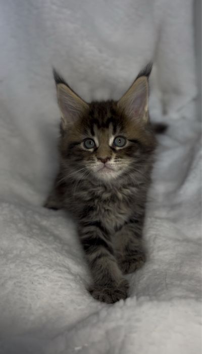 Kotka Maine Coon FPL