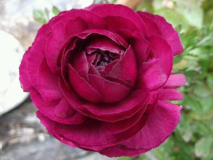 Лютики-ранункулюс декоі