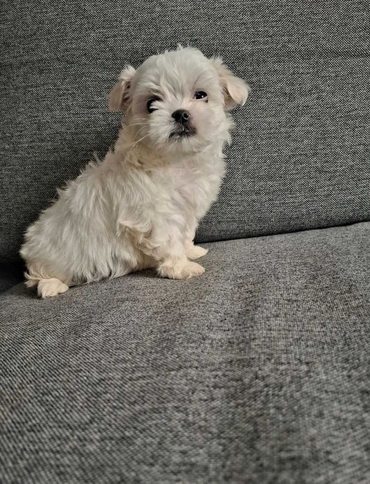 Sunia maltańczyk po małych rodzicach