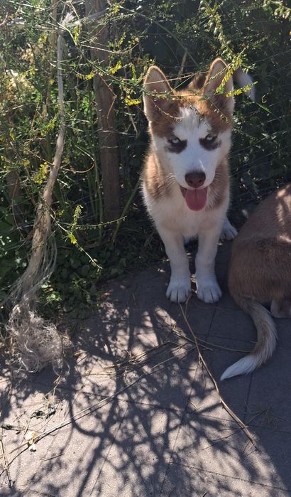 Szczenię syberian husky