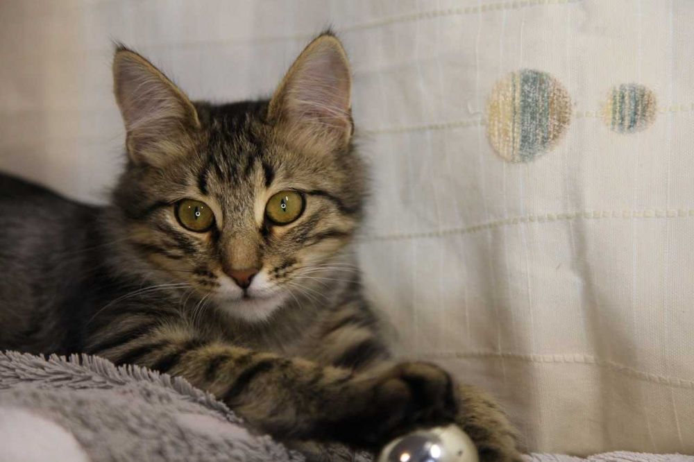 Котик шукає родину