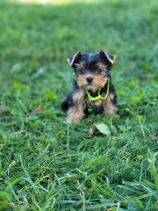 Елітний йоркширський тер'єр – ваша гордість