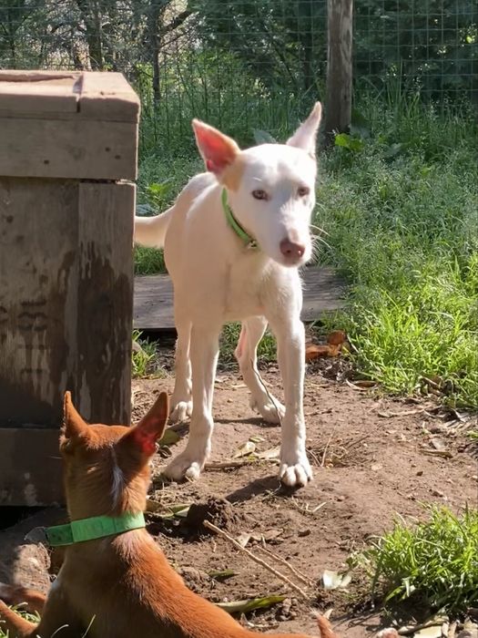 Podengo medio 2 anos