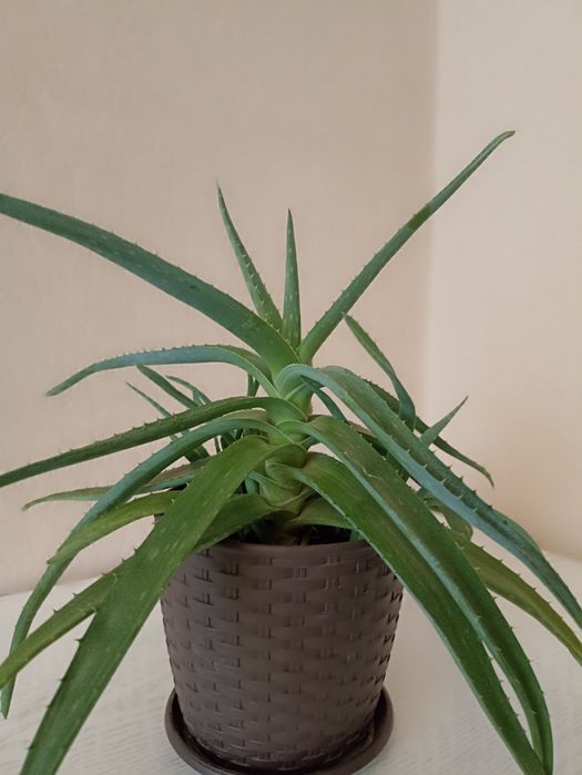 Алоє    .        .