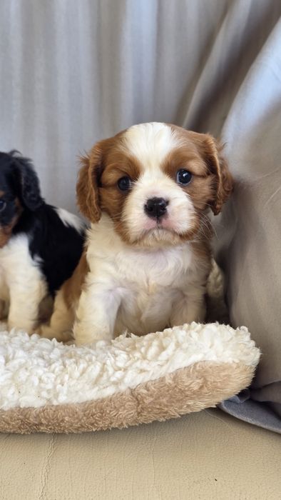 King Charles Cavalier Bicolor Fêmea