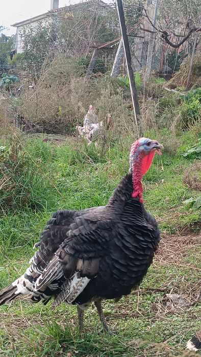 Reserva se perús para o natal