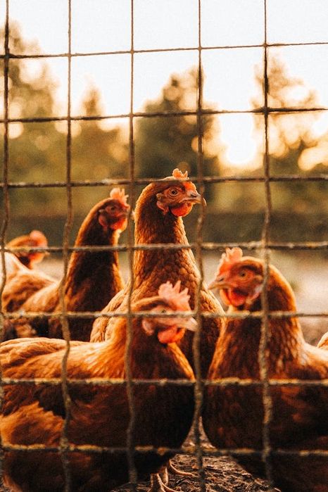 Баранівка! КУРИ НЕСУШКИ продам! Доставка безкоштовна!