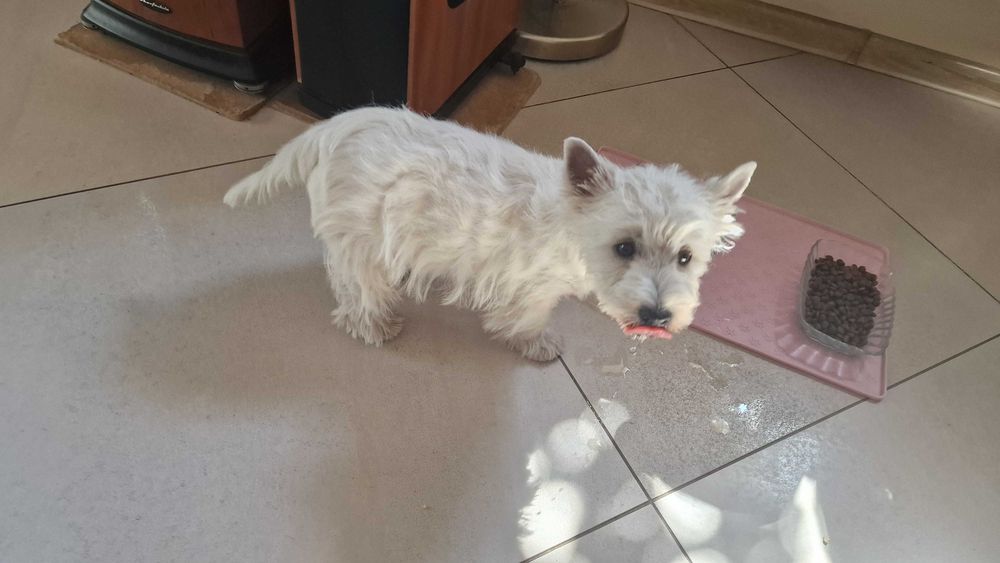 piesek West Highland White Terrier FCI z metryką ZKwP -po MultiChampionie