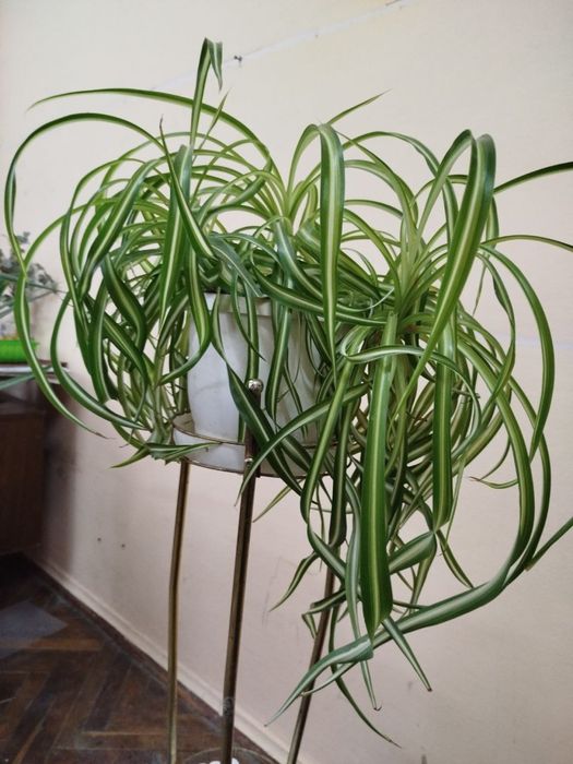 Хлорофитум кудрявый , 2 цветка на фото