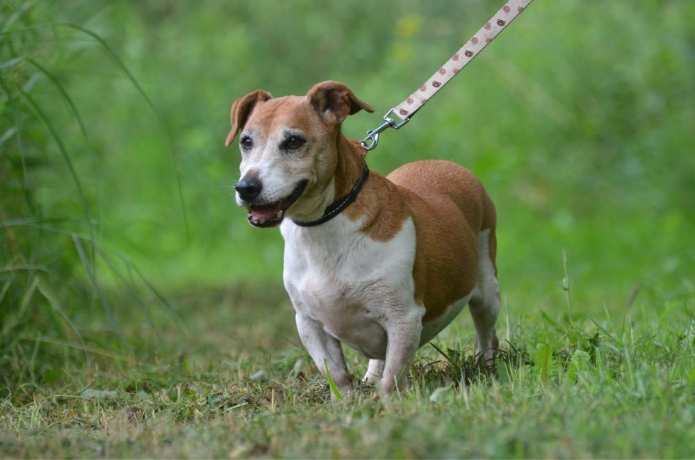 Maylo-do adopcji