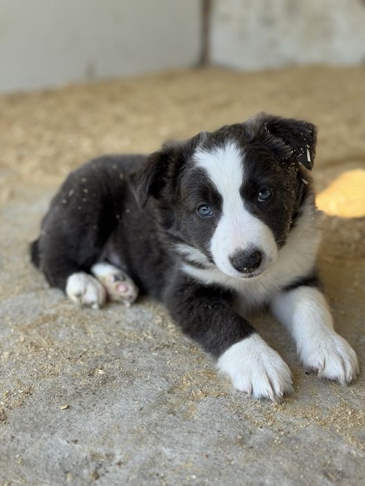 Border Collie cinza