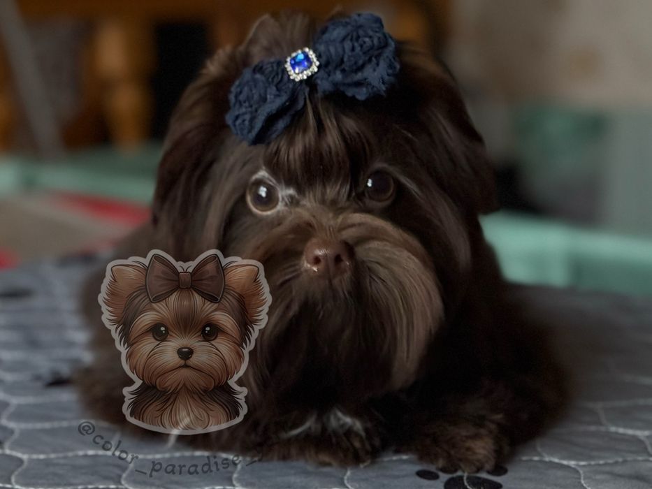 Шоколадний йорк ексклюзив