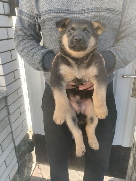 Продам цуценят Німецької вівчарки