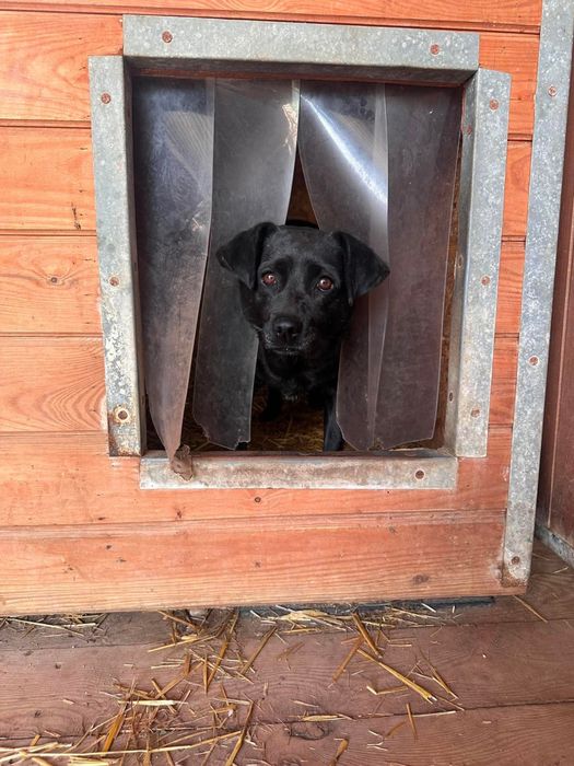suka sunia suczka do adopcji za darmo