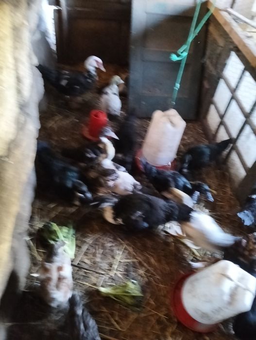 Patos mudos com 3 meses