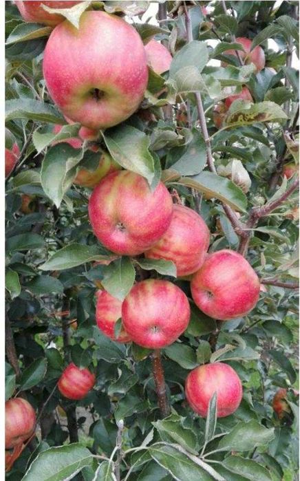 Maciera que produz MAÇÃS TIGRADAS VARIEGATA