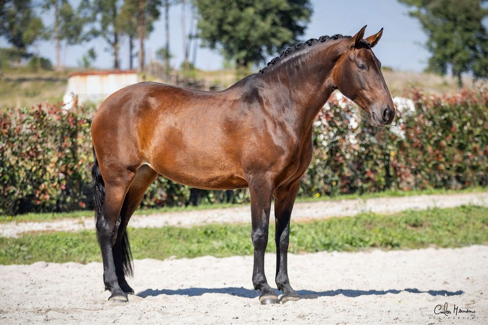 Venda de cavalos, Eguas e Poldros Puro-Sangue Lusitano