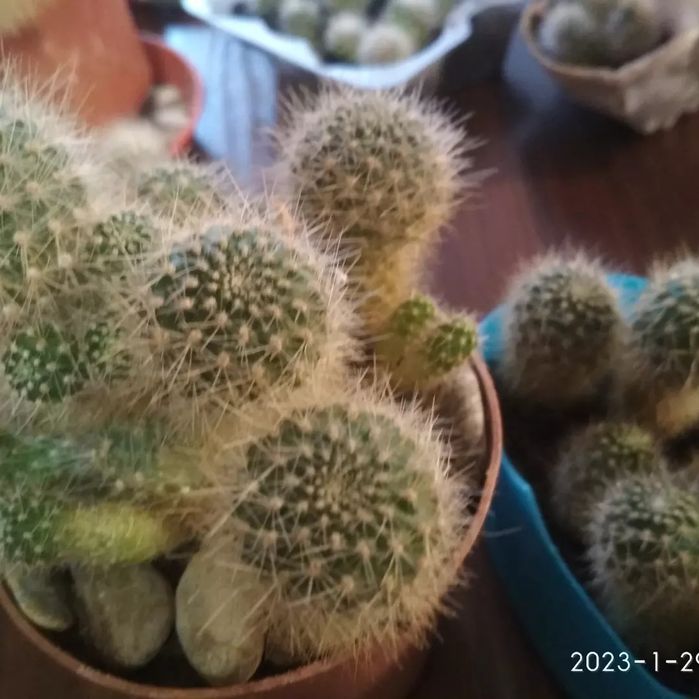 кактусы детки 4 вида набором или поштучно