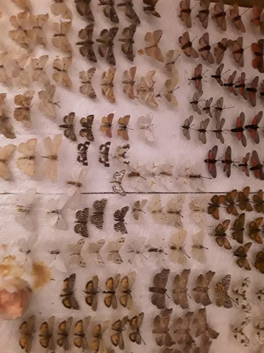 Kolekcja motyli zbierana 30 lat