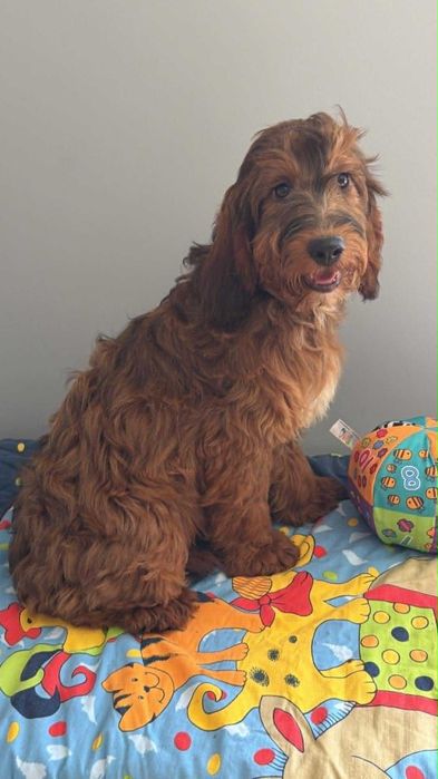 Cockapoo f1 -Cocker spaniel/pudel   -PIES