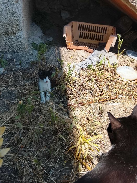 Gatinhos para adoção