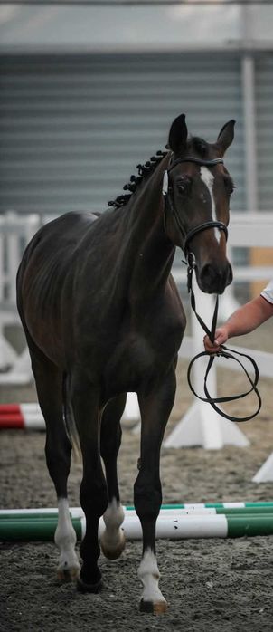 Wysoki, przyszłościowy ogier małopolski.