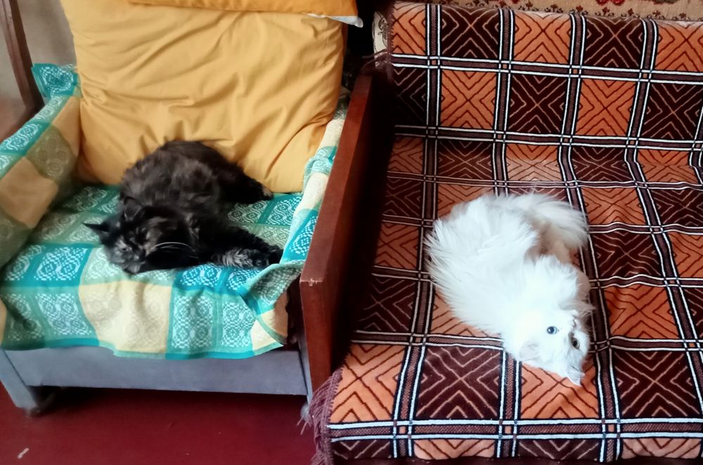 Пропоную послуги по перетримці домашніх улюбленців.